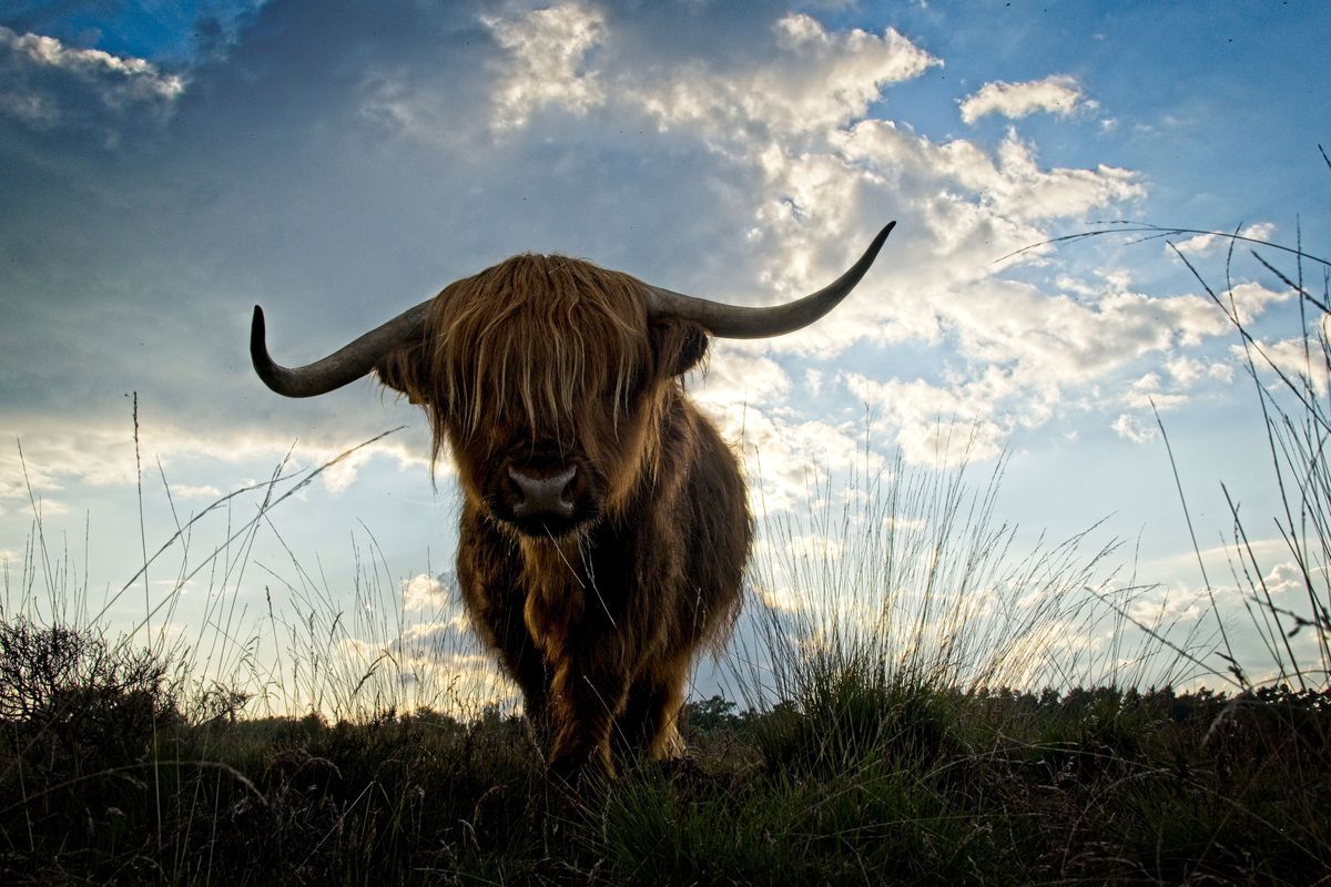 Schotse Hooglander Wild Inductiebeschermer
