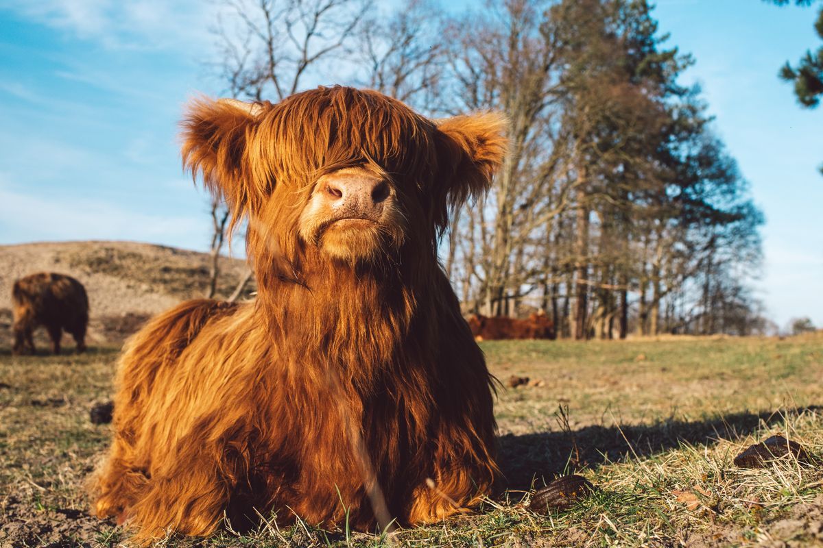 Schotse Hooglander in Veld Inductiebeschermer