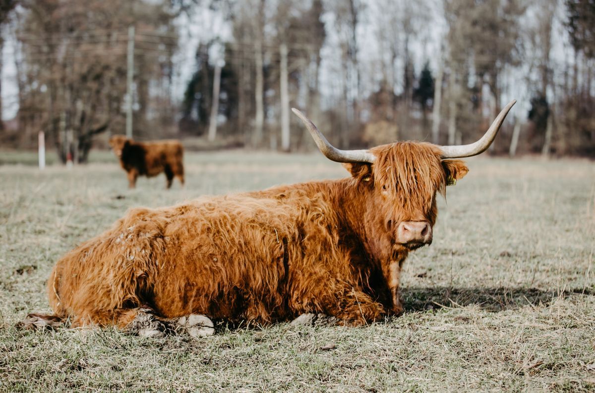 Schotse Hooglander Rust Inductiebeschermer