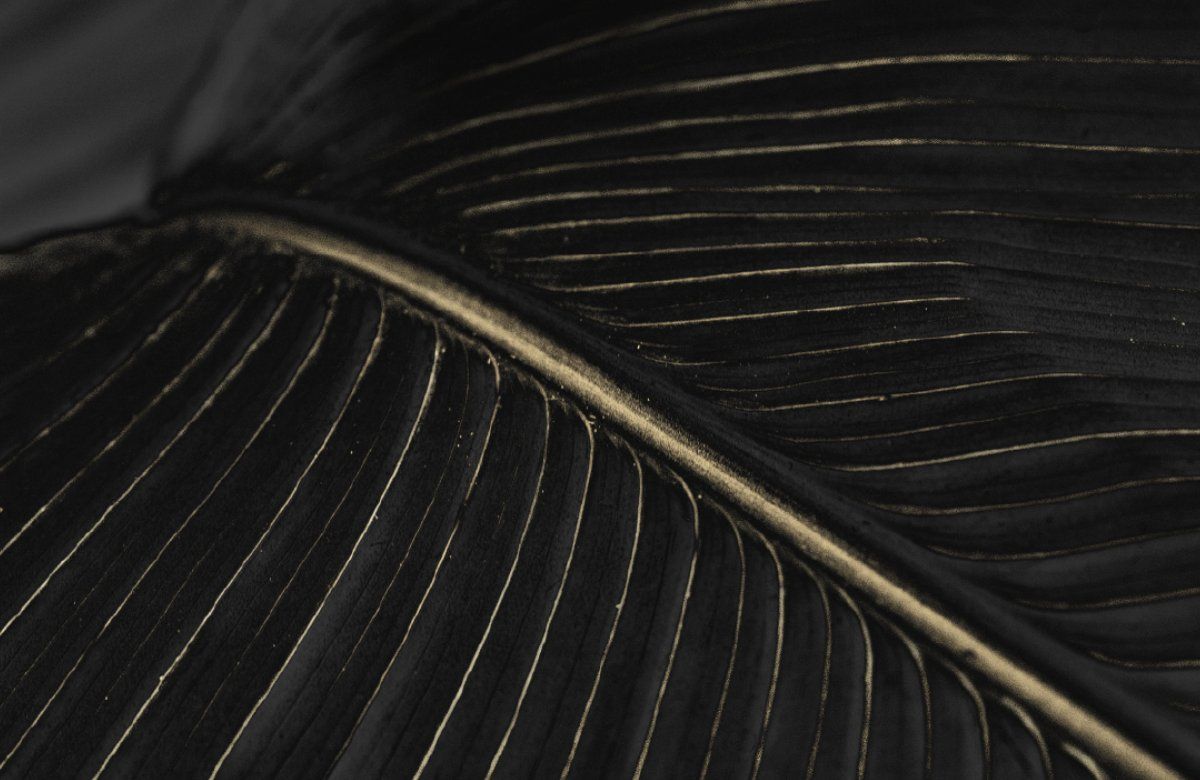 Golden Palm Noir Inductiebeschermer