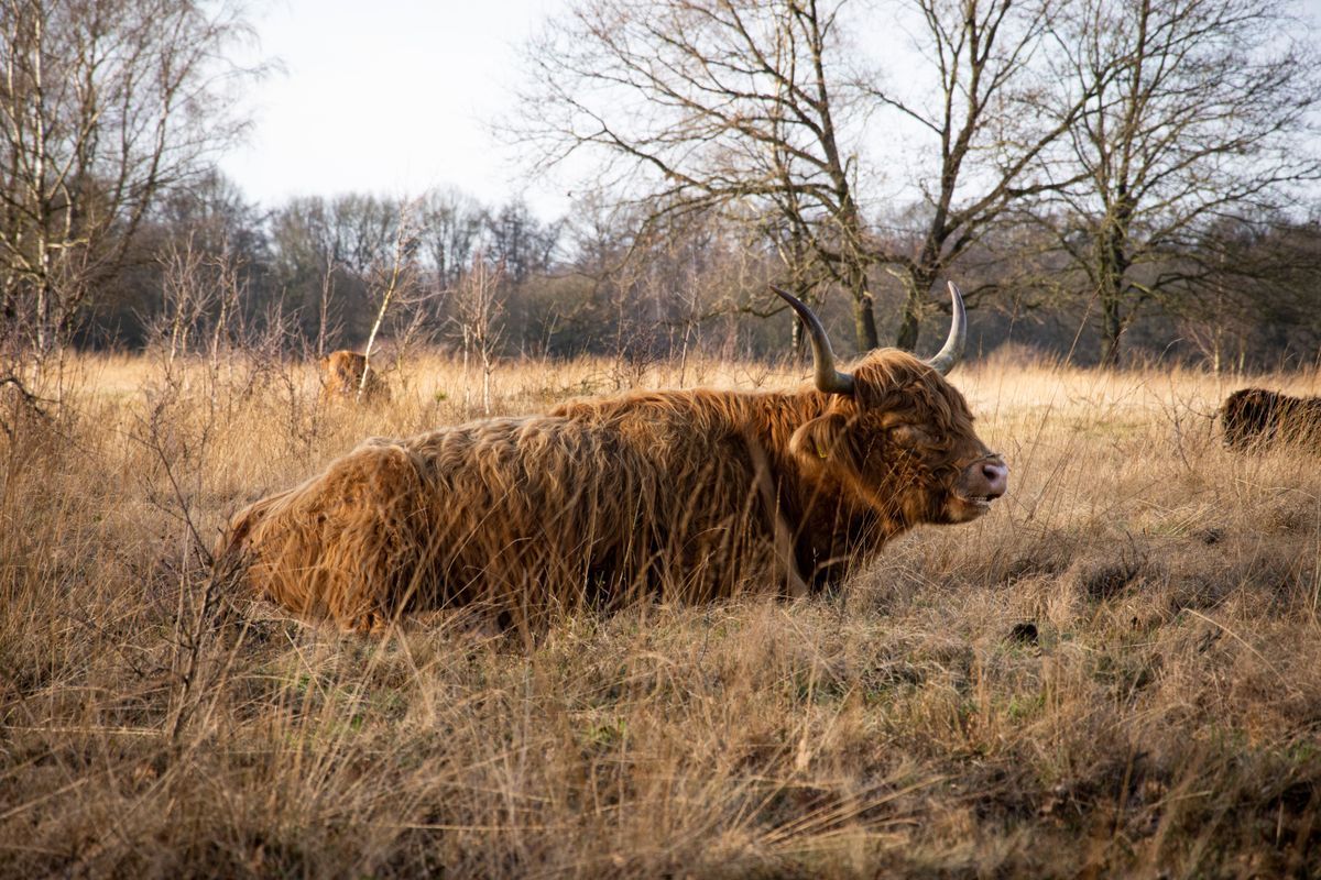 Schotse Hooglander Veld Inductiebeschermer