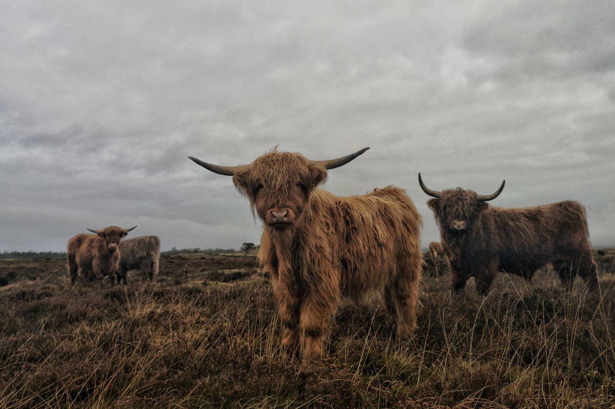Schotse Hooglanders Mist Inductiebeschermer