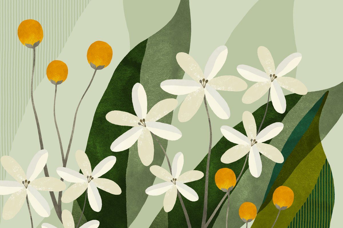 Ivory Spheres Inductiebeschermer