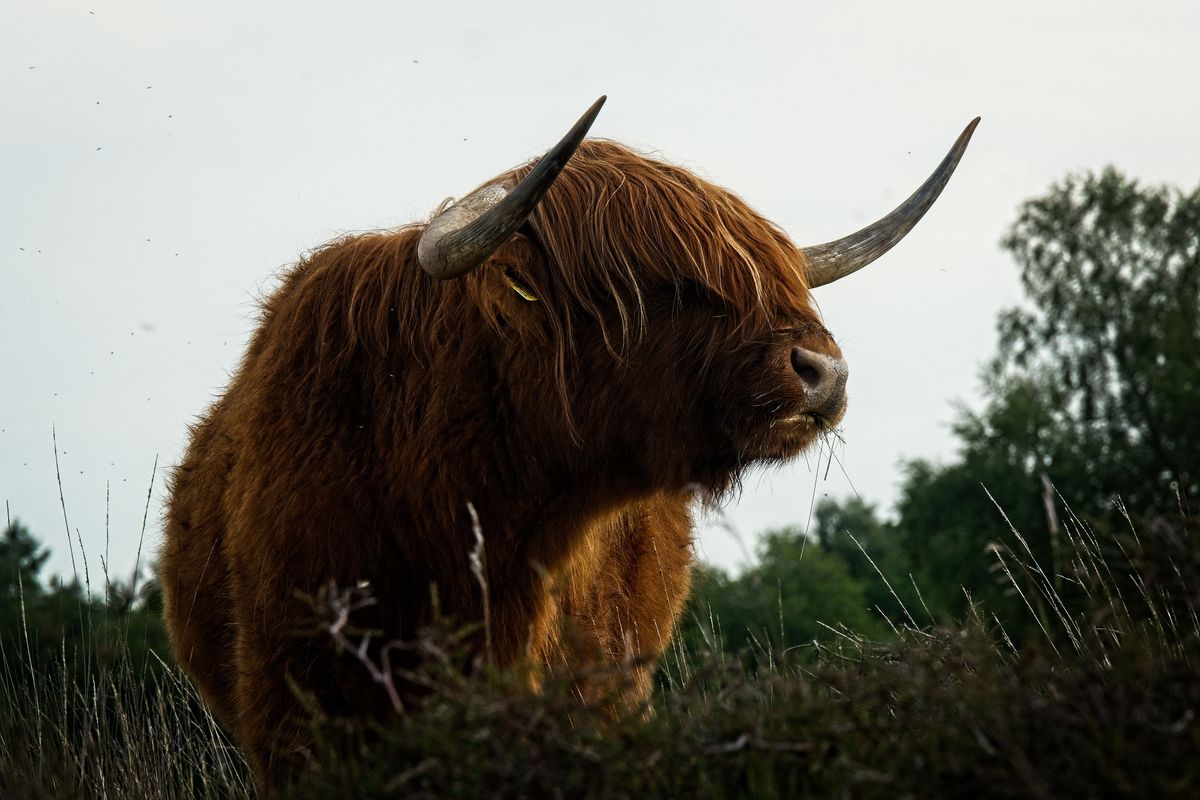 Schotse Hooglander Stoer Inductiebeschermer