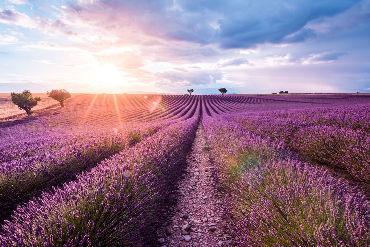 Lavender Field Sunset