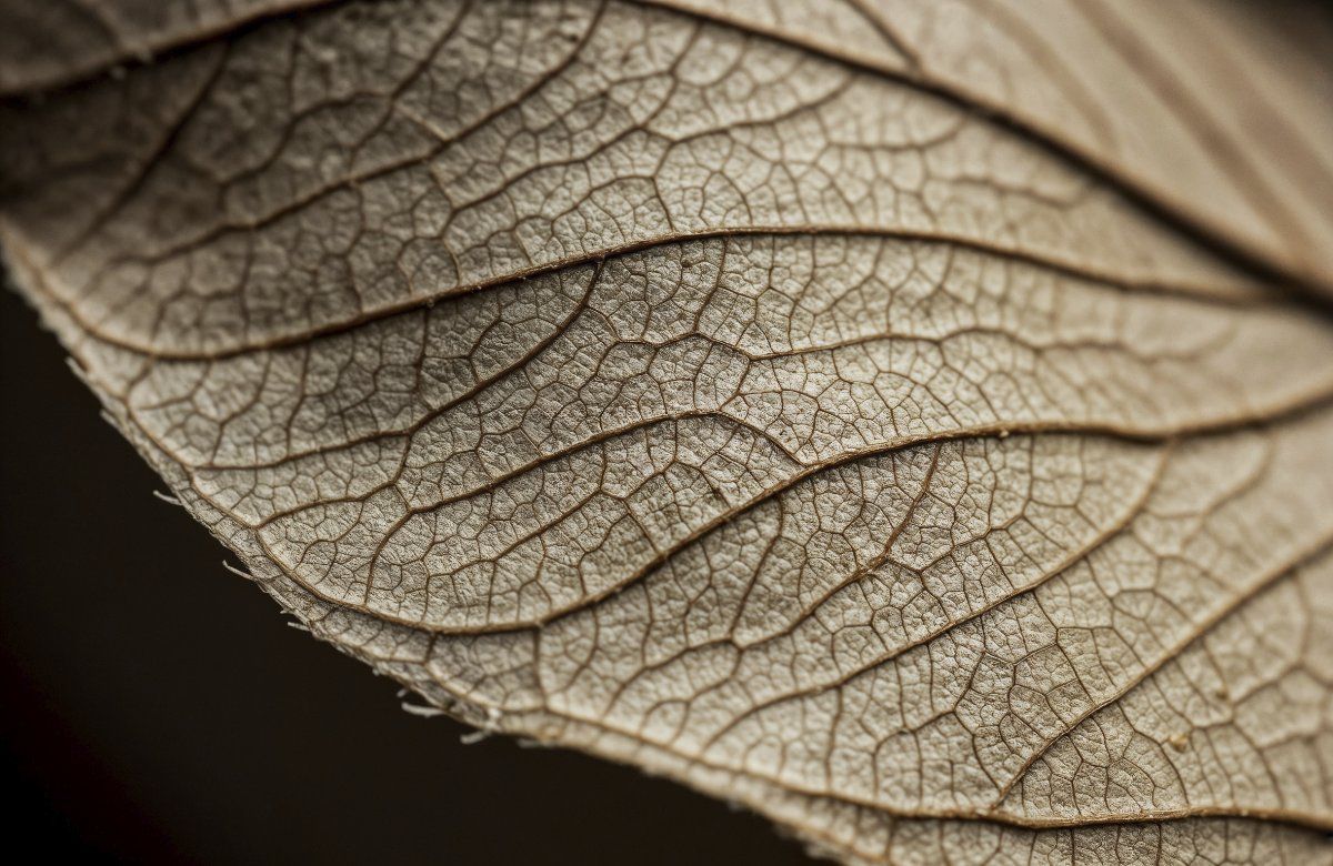 Botanical Leaf Veins Inductiebeschermer