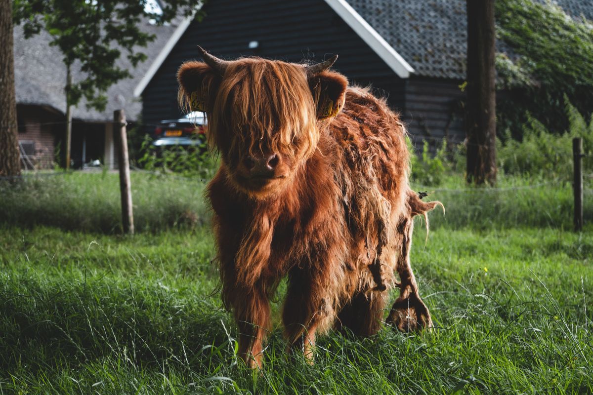 Schotse Hooglander Portret Inductiebeschermer
